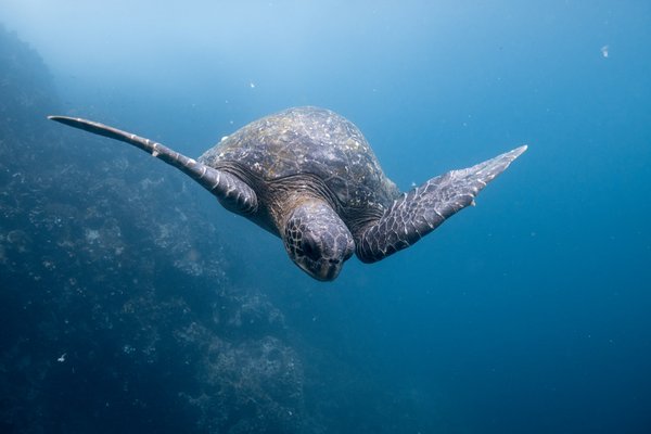 Quels sont les meilleurs spots pour une plongée avec les tortues à Hawaï?